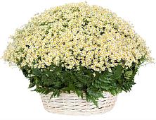 Цветочная композиция из Ромашки в корзине #REPLACE_PRED# Пересвете